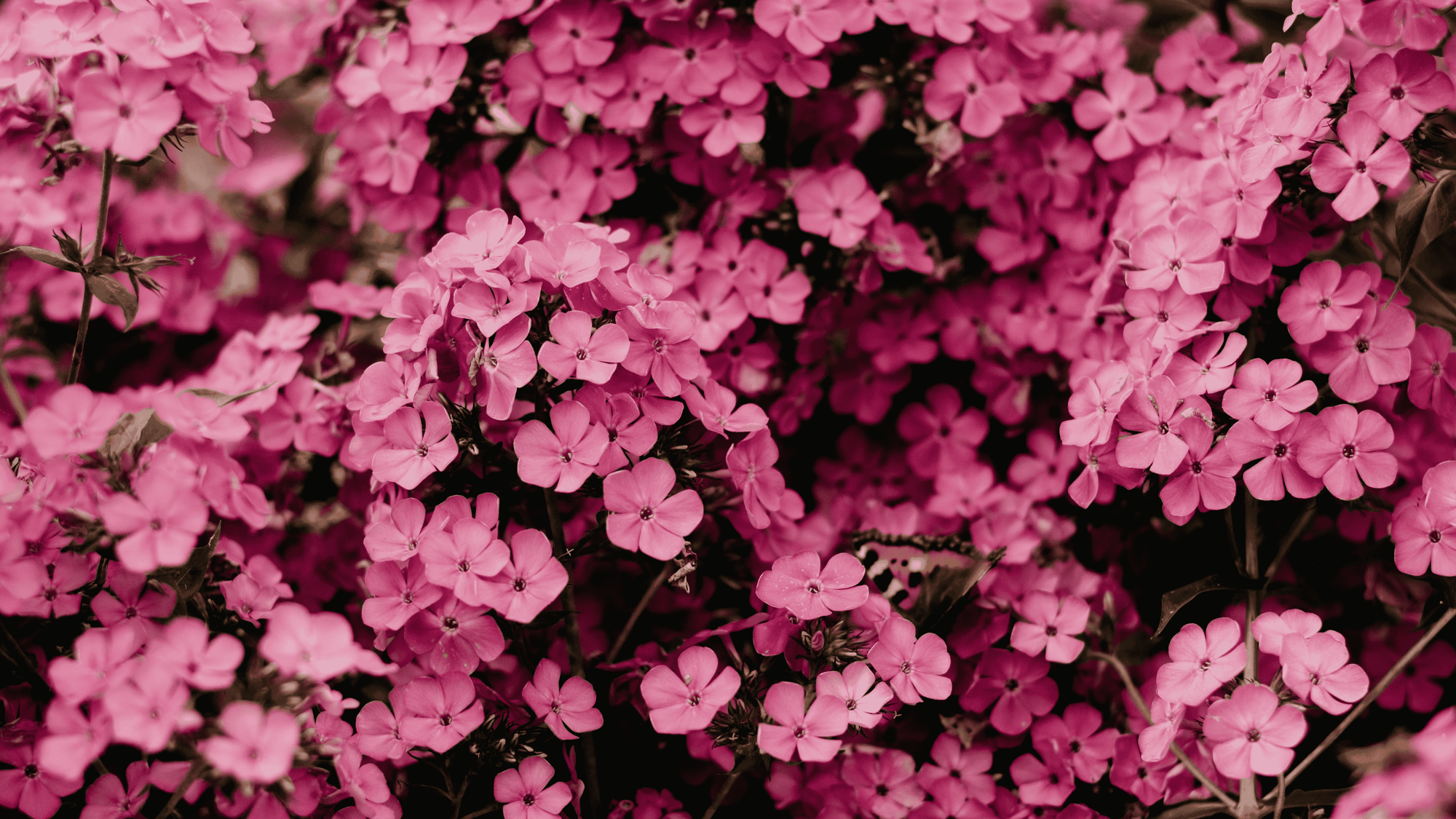 Floral